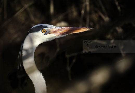 AIRONE CENERINO; Grey Heron; Héron cendré; Ardea cinerea  