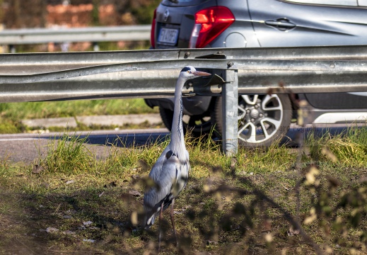 AIRONE CENERINO; Grey Heron; Héron cendré; Ardea cinerea  