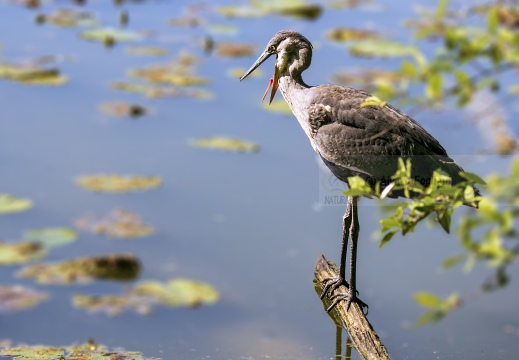 AIRONE CENERINO; Grey Heron; Héron cendré; Ardea cinerea  