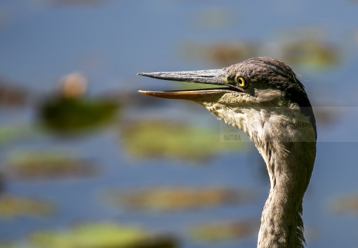 AIRONE CENERINO; Grey Heron; Héron cendré; Ardea cinerea  