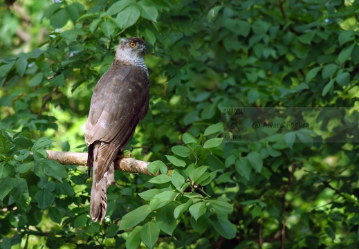 ASTORE, Goshawk, Autour des palombes; Accipiter gentilis