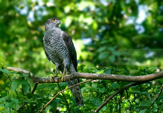 ASTORE, Goshawk, Autour des palombes; Accipiter gentilis