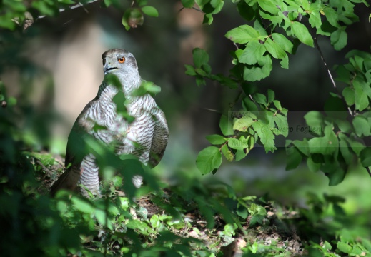 ASTORE, Goshawk, Autour des palombes; Accipiter gentilis