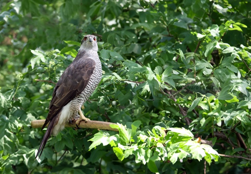 ASTORE, Goshawk, Autour des palombes; Accipiter gentilis