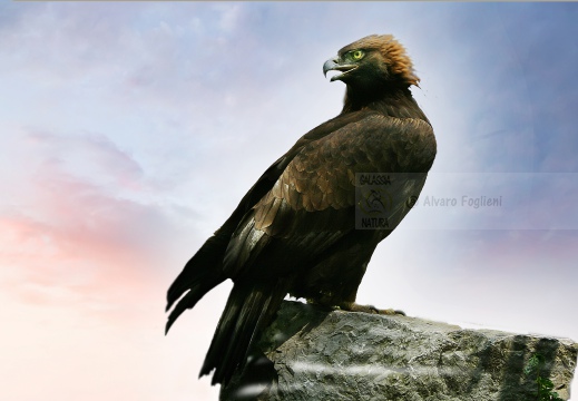 AQUILA REALE , Golden Eagle, Aigle royal; Aquila chrysaetos