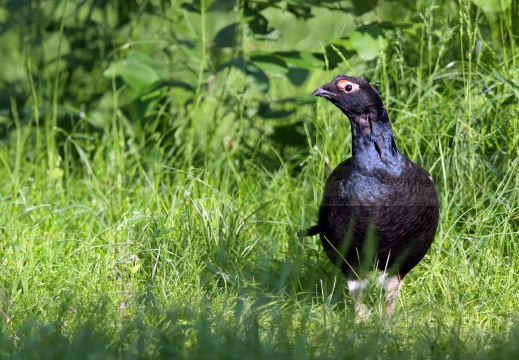 FAGIANO DI MONTE (GALLO FORCELLO); Black grouse; Tétras lyre; Tetrao tetrix