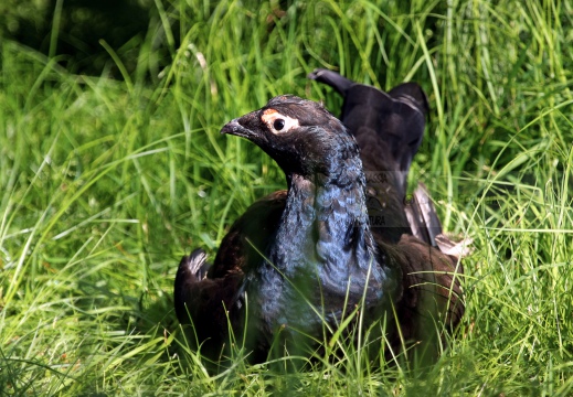 FAGIANO DI MONTE (GALLO FORCELLO); Black grouse; Tétras lyre; Tetrao tetrix