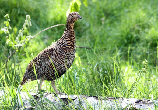 FAGIANO DI MONTE (GALLO FORCELLO); Black grouse; Tétras lyre; Tetrao tetrix