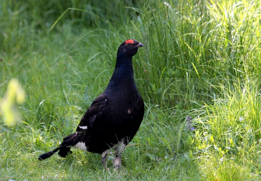 FAGIANO DI MONTE (GALLO FORCELLO); Black grouse; Tétras lyre; Tetrao tetrix