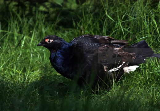 FAGIANO DI MONTE (GALLO FORCELLO); Black grouse; Tétras lyre; Tetrao tetrix