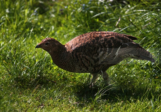 FAGIANO DI MONTE (GALLO FORCELLO); Black grouse; Tétras lyre; Tetrao tetrix