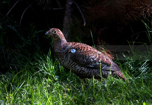 FAGIANO DI MONTE (GALLO FORCELLO); Black grouse; Tétras lyre; Tetrao tetrix