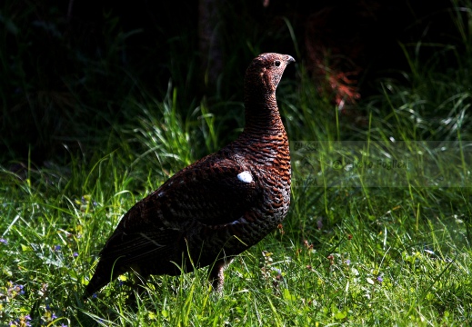 FAGIANO DI MONTE (GALLO FORCELLO); Black grouse; Tétras lyre; Tetrao tetrix