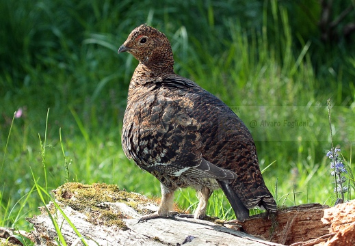 FAGIANO DI MONTE (GALLO FORCELLO); Black grouse; Tétras lyre; Tetrao tetrix