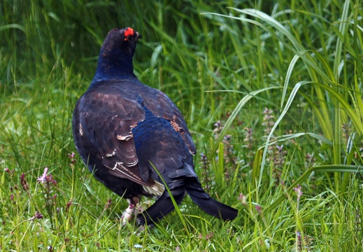 FAGIANO DI MONTE (GALLO FORCELLO); Black grouse; Tétras lyre; Tetrao tetrix