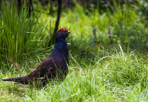 FAGIANO DI MONTE (GALLO FORCELLO); Black grouse; Tétras lyre; Tetrao tetrix