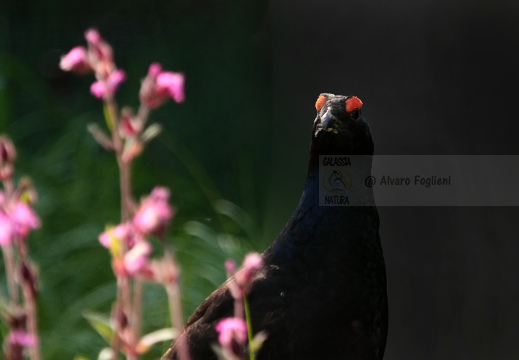 FAGIANO DI MONTE (GALLO FORCELLO); Black grouse; Tétras lyre; Tetrao tetrix