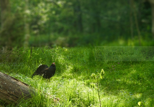 FAGIANO DI MONTE (GALLO FORCELLO); Black grouse; Tétras lyre; Tetrao tetrix