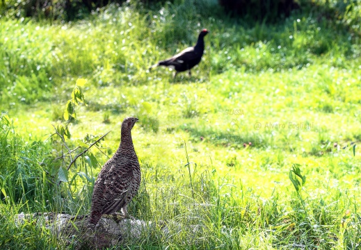 FAGIANO DI MONTE (GALLO FORCELLO); Black grouse; Tétras lyre; Tetrao tetrix