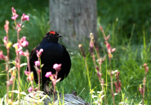 FAGIANO DI MONTE (GALLO FORCELLO); Black grouse; Tétras lyre; Tetrao tetrix