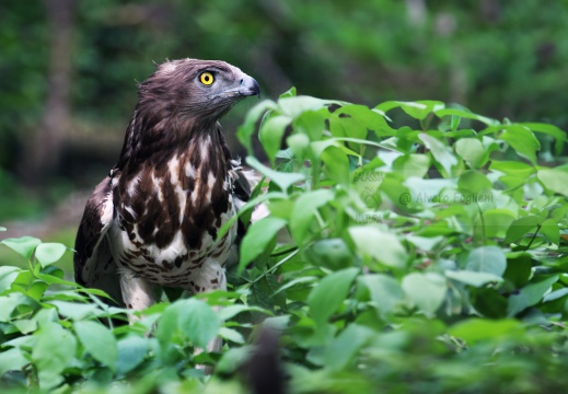 FALCO PECCHIAIOLO , Honey Buzzard, Bondrée apivore; Pernis apivorus