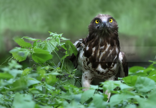 FALCO PECCHIAIOLO , Honey Buzzard, Bondrée apivore; Pernis apivorus