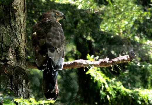 FALCO PECCHIAIOLO , Honey Buzzard, Bondrée apivore; Pernis apivorus