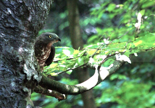 FALCO PECCHIAIOLO , Honey Buzzard, Bondrée apivore; Pernis apivorus