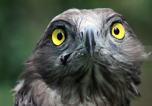 FALCO PECCHIAIOLO , Honey Buzzard, Bondrée apivore; Pernis apivorus