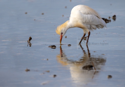 AIRONE GUARDABUOI; Cattle Egret; Héron garde-bœufs; Bubulcus ibis 