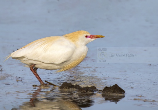 AIRONE GUARDABUOI; Cattle Egret; Héron garde-bœufs; Bubulcus ibis 