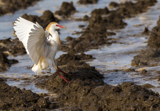 AIRONE GUARDABUOI; Cattle Egret; Héron garde-bœufs; Bubulcus ibis 