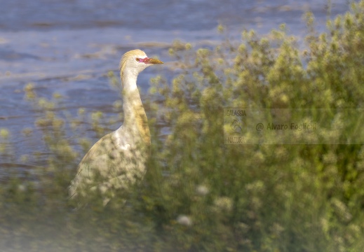 AIRONE GUARDABUOI; Cattle Egret; Héron garde-bœufs; Bubulcus ibis 