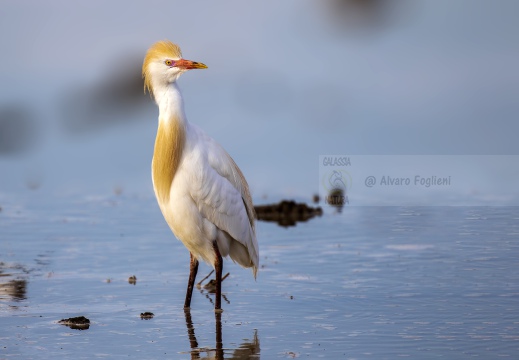 AIRONE GUARDABUOI; Cattle Egret; Héron garde-bœufs; Bubulcus ibis 