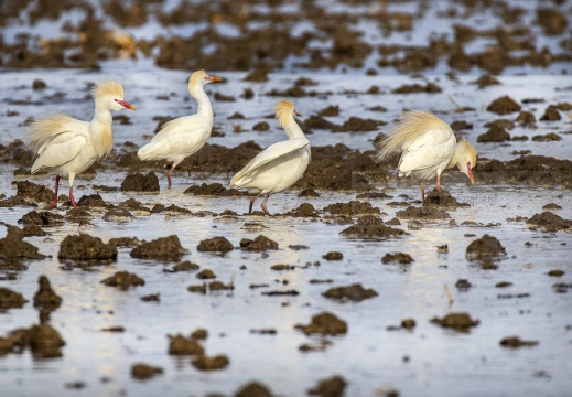 AIRONE GUARDABUOI; Cattle Egret; Héron garde-bœufs; Bubulcus ibis 