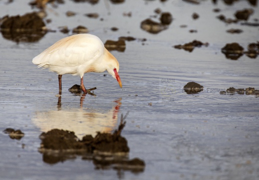 AIRONE GUARDABUOI; Cattle Egret; Héron garde-bœufs; Bubulcus ibis 