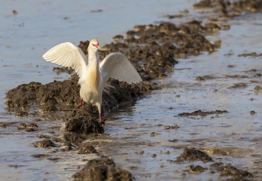 AIRONE GUARDABUOI; Cattle Egret; Héron garde-bœufs; Bubulcus ibis 