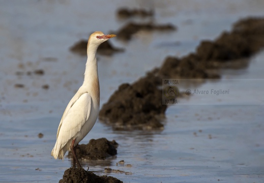 AIRONE GUARDABUOI; Cattle Egret; Héron garde-bœufs; Bubulcus ibis 