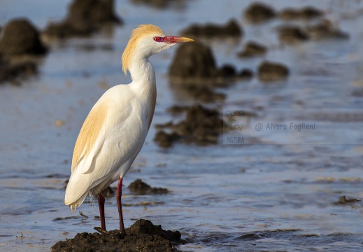 AIRONE GUARDABUOI; Cattle Egret; Héron garde-bœufs; Bubulcus ibis 