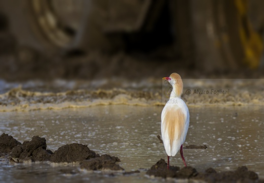 AIRONE GUARDABUOI; Cattle Egret; Héron garde-bœufs; Bubulcus ibis 