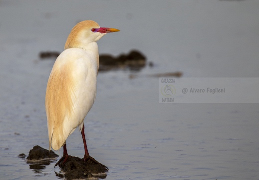 AIRONE GUARDABUOI; Cattle Egret; Héron garde-bœufs; Bubulcus ibis 