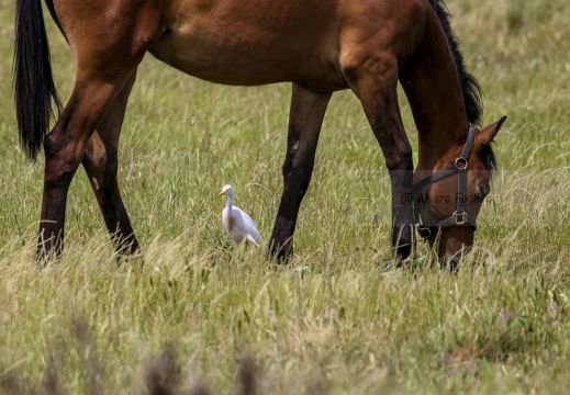 AIRONE GUARDABUOI; Cattle Egret; Héron garde-bœufs; Bubulcus ibis 