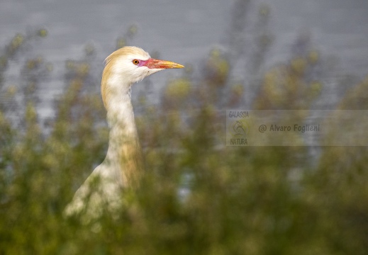 AIRONE GUARDABUOI; Cattle Egret; Héron garde-bœufs; Bubulcus ibis 