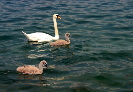 CIGNO REALE; Mute Swan; Cygne tuberculé; Cygnus olor 