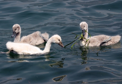 CIGNO REALE; Mute Swan; Cygne tuberculé; Cygnus olor 