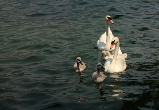 CIGNO REALE; Mute Swan; Cygne tuberculé; Cygnus olor 