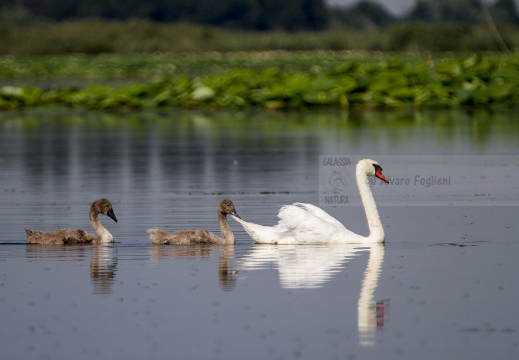 CIGNO REALE; Mute Swan; Cygne tuberculé; Cygnus olor 