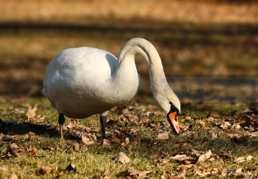 CIGNO REALE; Mute Swan; Cygne tuberculé; Cygnus olor 