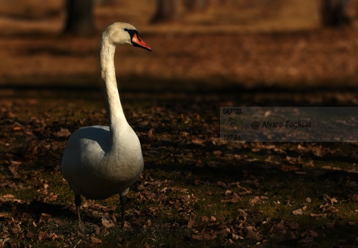 CIGNO REALE; Mute Swan; Cygne tuberculé; Cygnus olor 