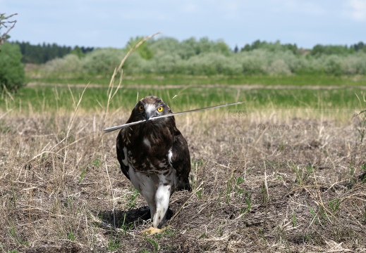 BIANCONE, Short-toed Eagle, Circaète Jean-le-Blanc, Circaetus gallicus